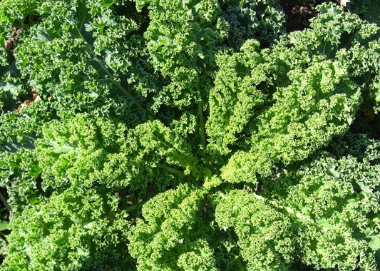 Grønkål – naturens superfood