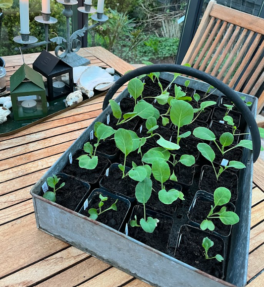 Kålkøen på dagsophold i orangeriet.