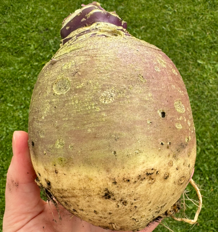 Plante portræt - kålroen