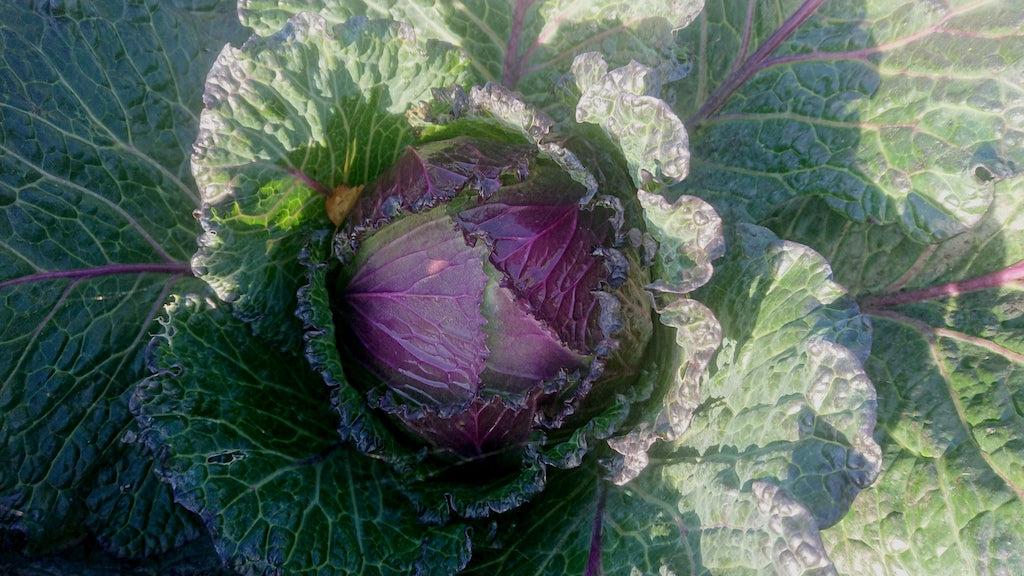 Savoykål 'Deadon' - økologisk dyrket frø