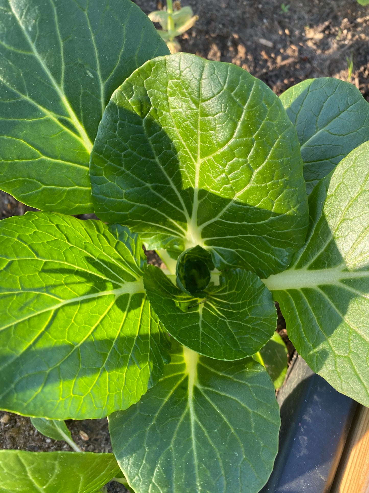 Pak Choi 'Joi Choi'
