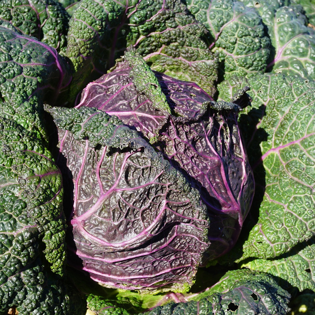 Savoykål 'Moretta Di Verona' - økologisk dyrket frø