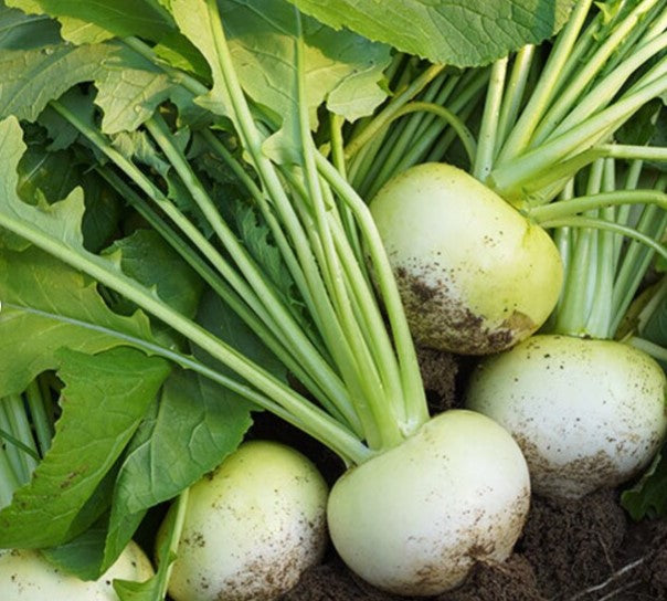 Majroe 'Platte Witte Mei'