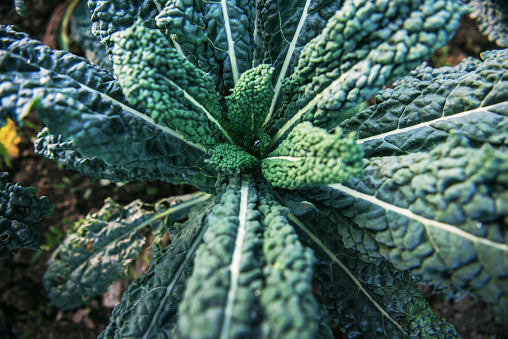 Palmekål 'Nero di Toscana'