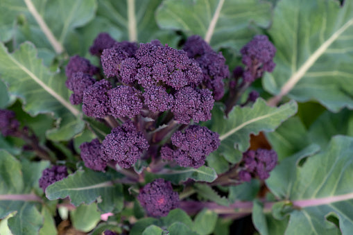 Sprouting Broccolit 'Burgundy'
