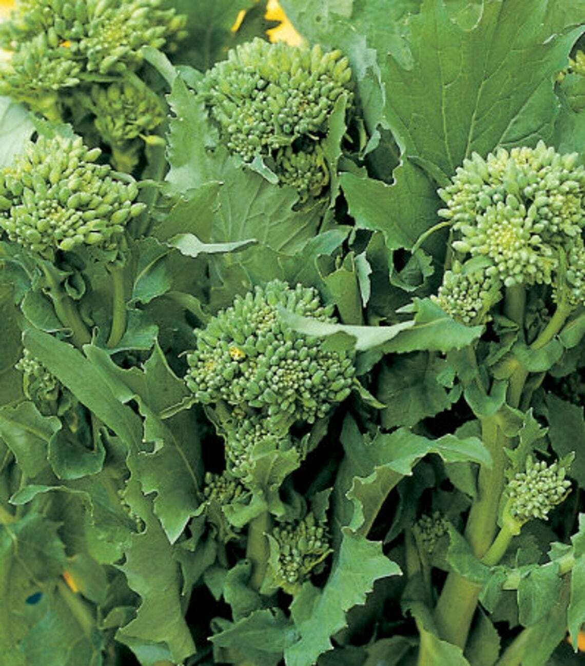 Bladsennep - Broccoletto 'Sessantina'