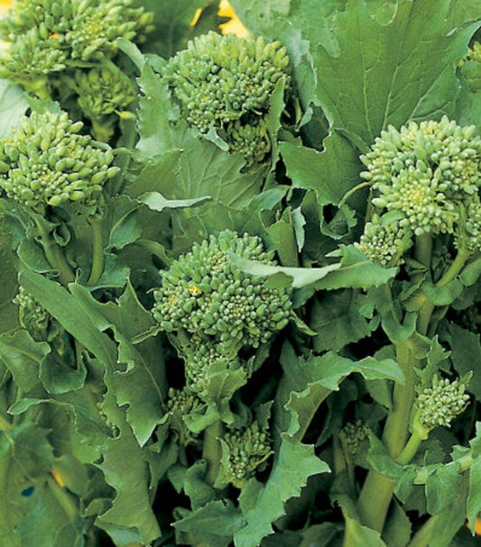 Bladsennep - Broccoletto 'Sessantina'