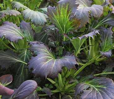 Mizuna 'Red Knight'