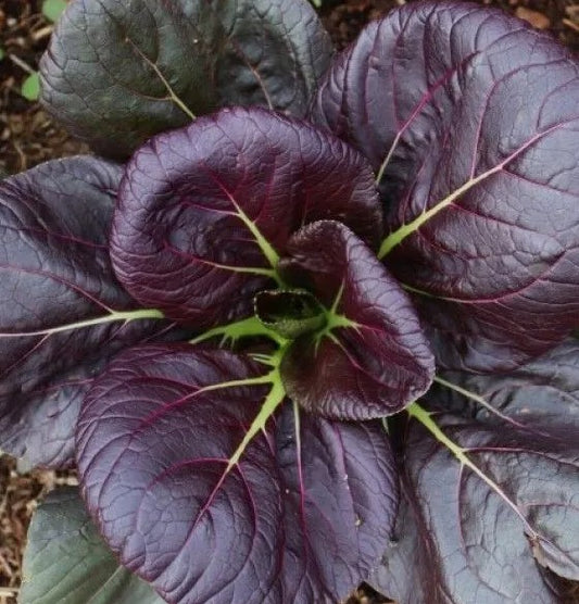 Tatsoi 'Red Scarlet'