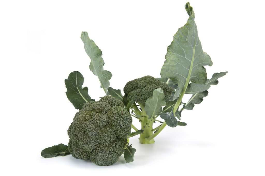 Broccoli 'Vicario"