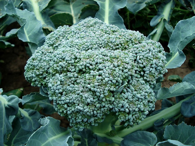 Broccoli 'Claremont'
