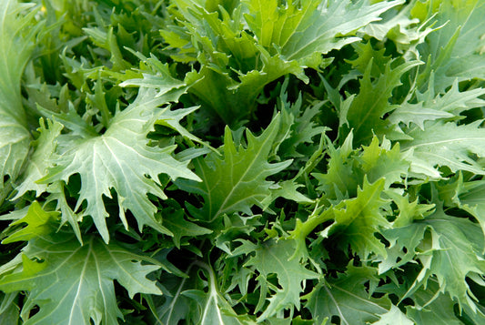 Mizuna 'Green Leaved'